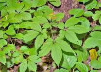 Ginseng: The Ancient Root with Modern Health Benefits