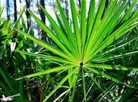 The Powerful Benefits of Saw Palmetto for Health & Wellness